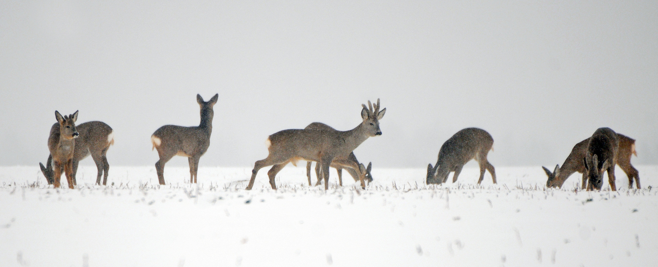 Rehe im Schnee