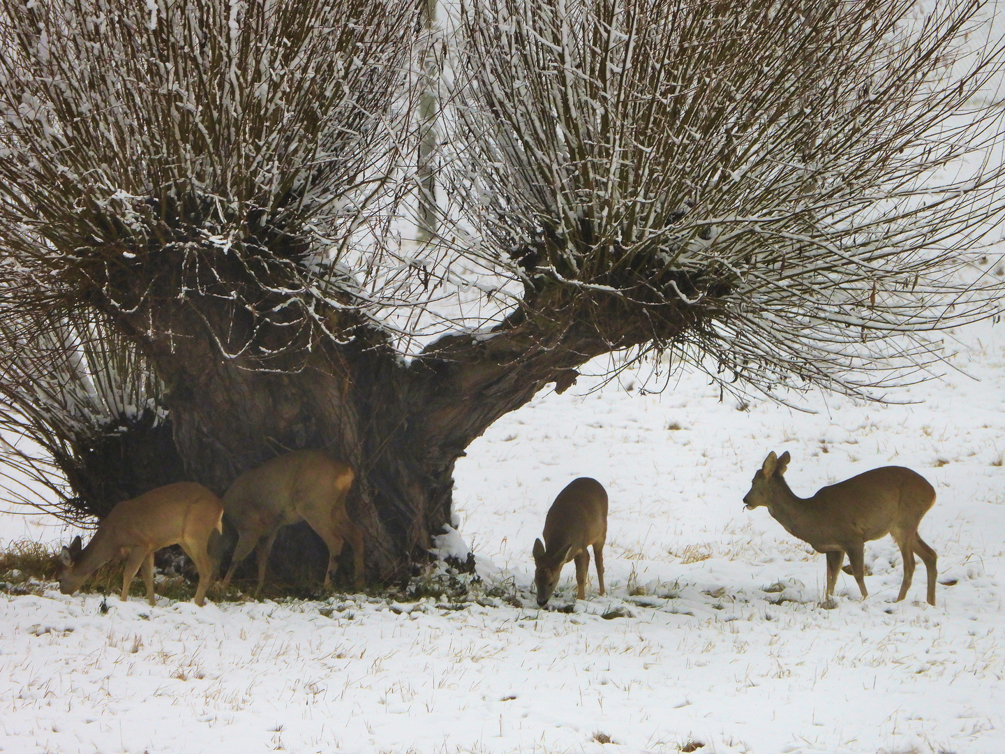 Rehe im Schnee (2)