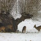 Rehe im Schnee (2)