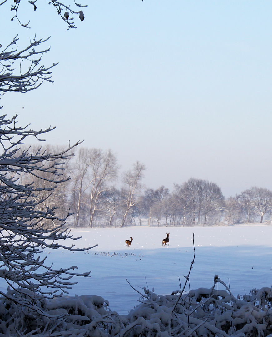 Rehe im Schnee