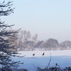 Rehe im Schnee