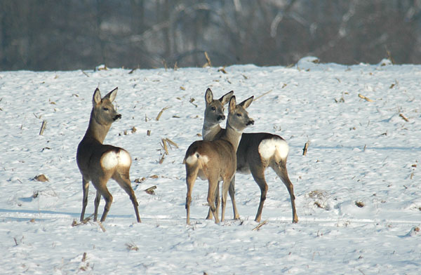 Rehe im Schnee