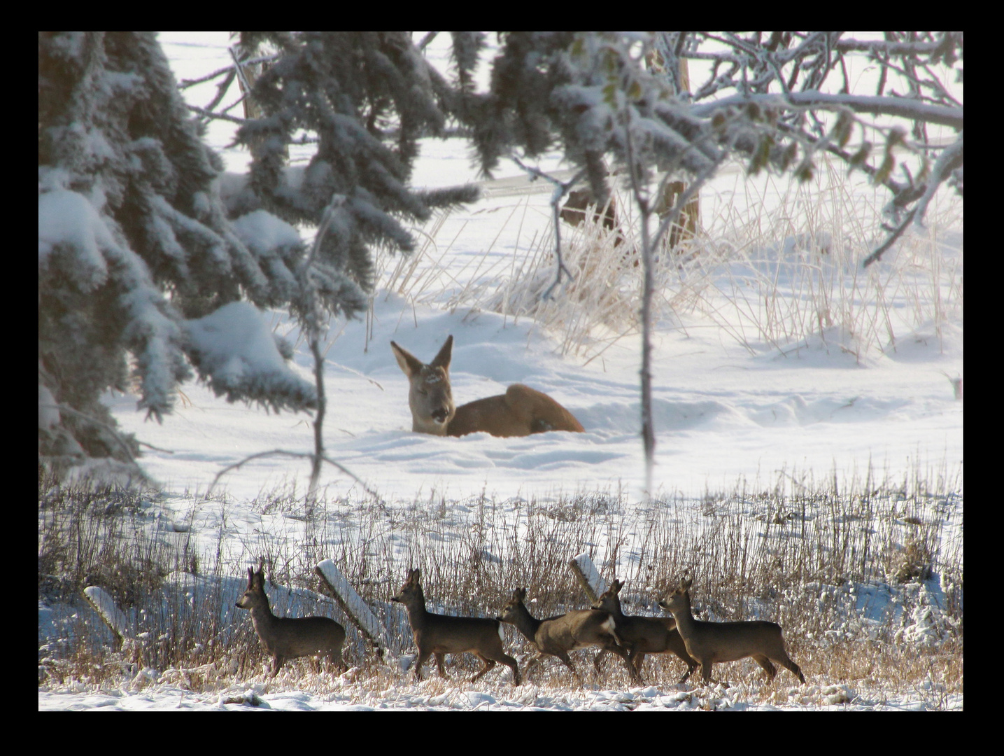 Rehe im Schnee