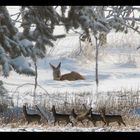 Rehe im Schnee