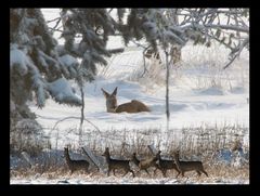 Rehe im Schnee