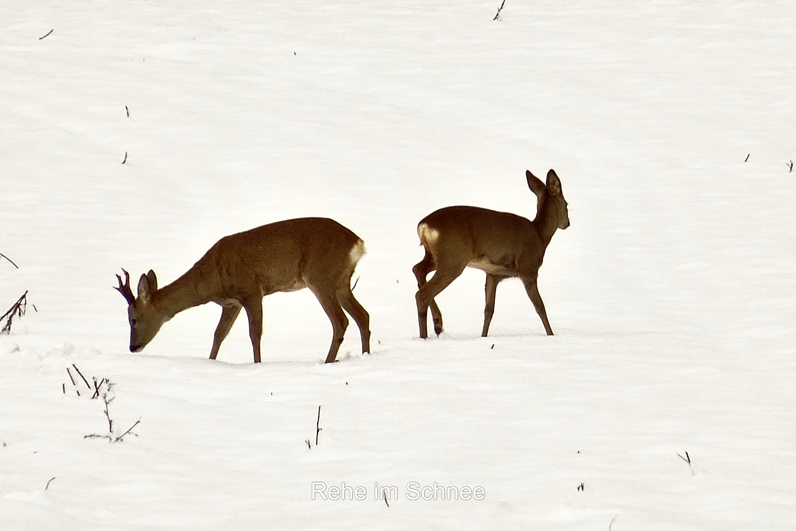 Rehe im Schnee