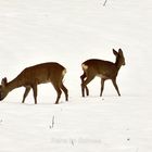 Rehe im Schnee