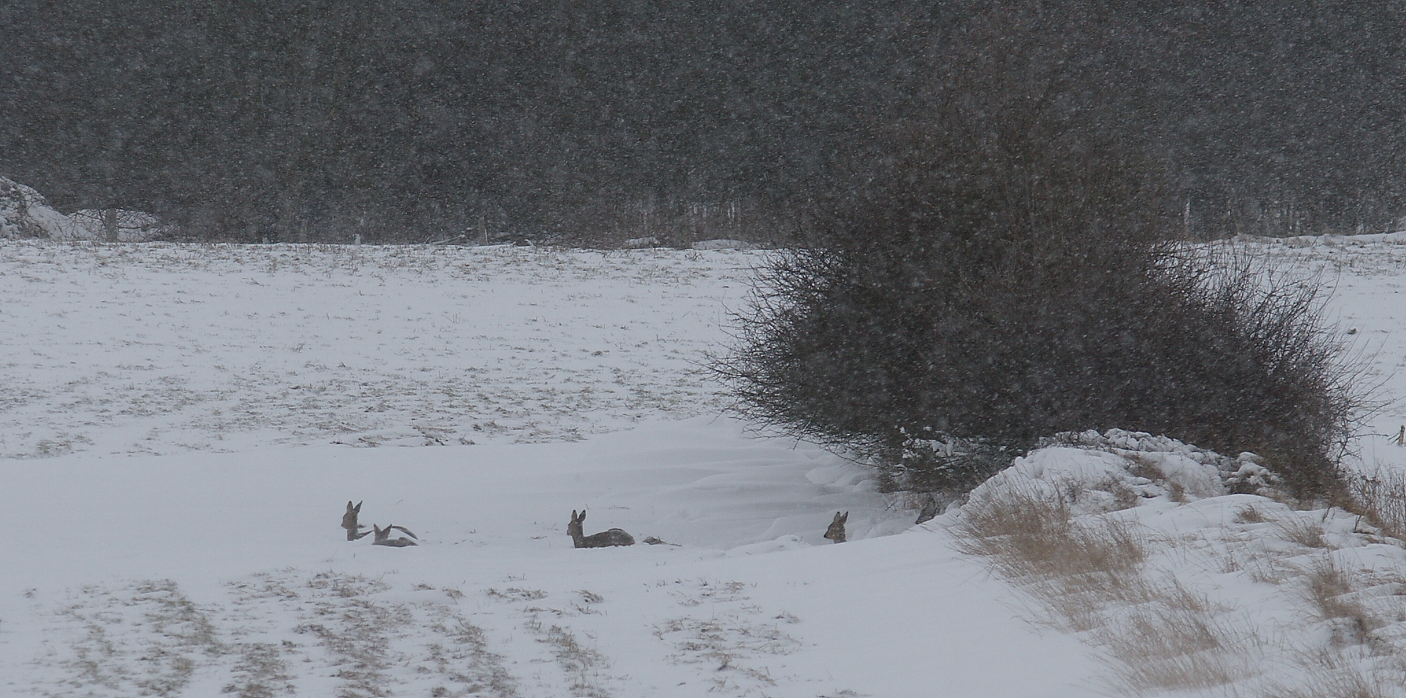 Rehe im Schnee