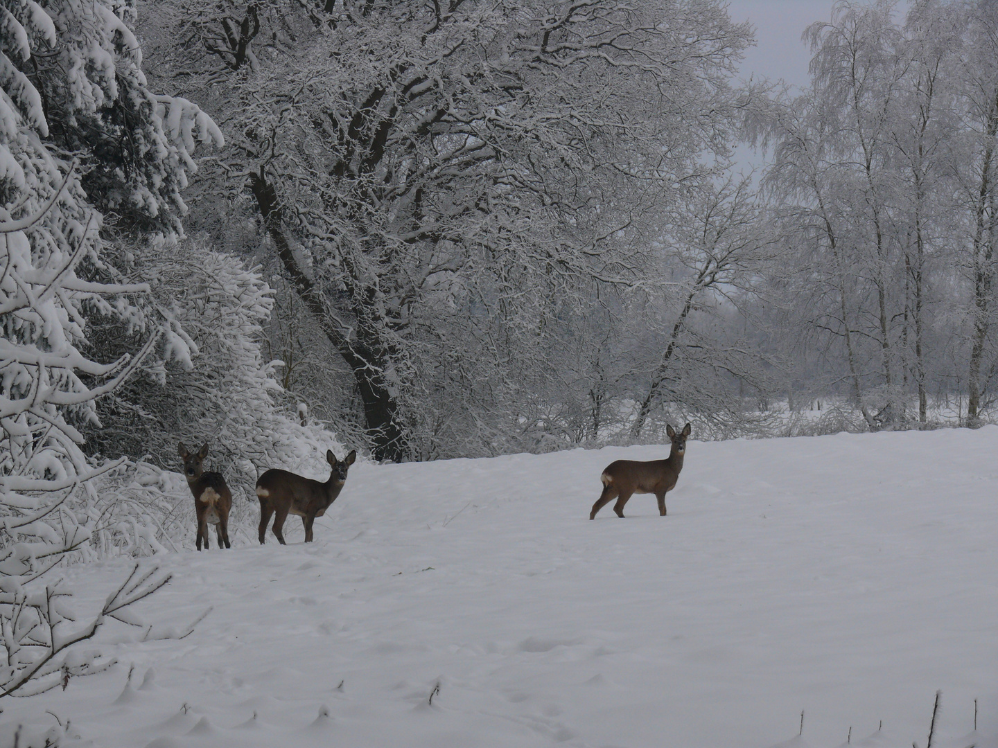 Rehe im Schnee