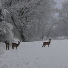 Rehe im Schnee