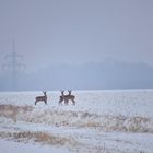 Rehe im Schnee