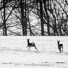 Rehe im Schnee