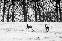 Rehe im Schnee