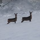 Rehe im Schnee 