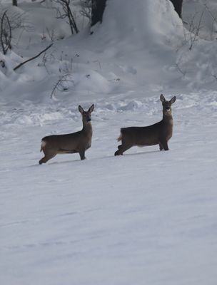 Rehe im Schnee
