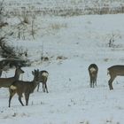 Rehe im Schnee