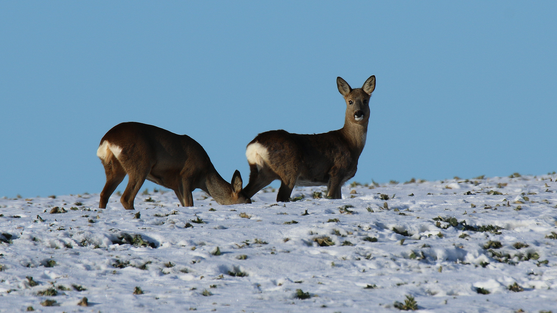 Rehe im Schnee.. 