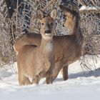 Rehe im Schnee