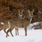 Rehe im Schnee.