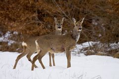 Rehe im Schnee.