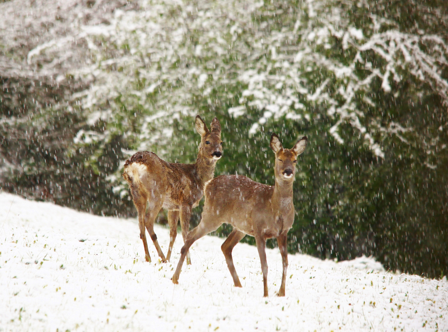 Rehe im Schnee 