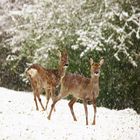 Rehe im Schnee 