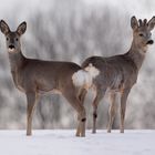 Rehe im Schnee