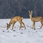 Rehe im Schnee