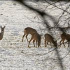 Rehe im Schnee