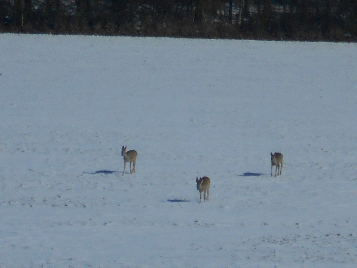 Rehe im Schnee