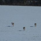 Rehe im Schnee