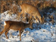 Rehe im Schnee