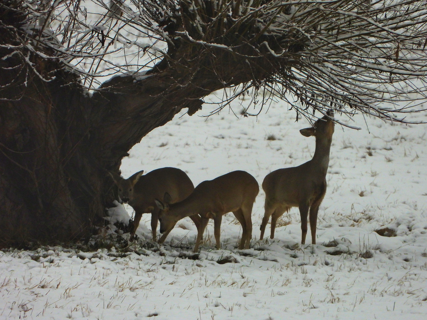 Rehe im Schnee