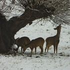 Rehe im Schnee