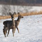 Rehe im Schnee