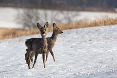 Rehe im Schnee