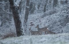 Rehe im Schneetreiben