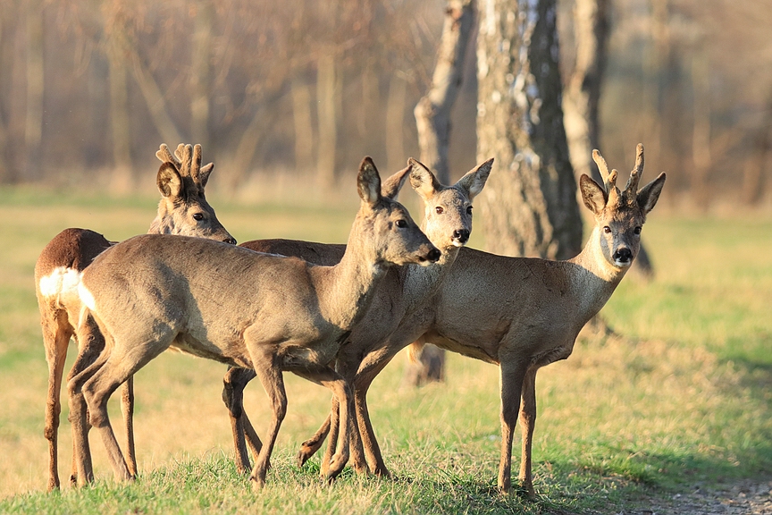 Rehe im schönen Abendlicht