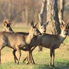 Rehe im schönen Abendlicht