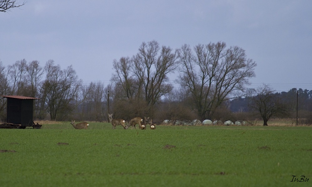 Rehe im Sonnenschein