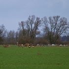 Rehe im Sonnenschein