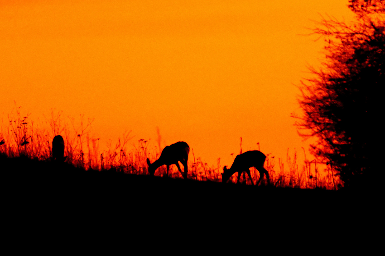 Rehe im Sonnenuntergang 2