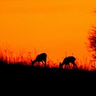 Rehe im Sonnenuntergang 2