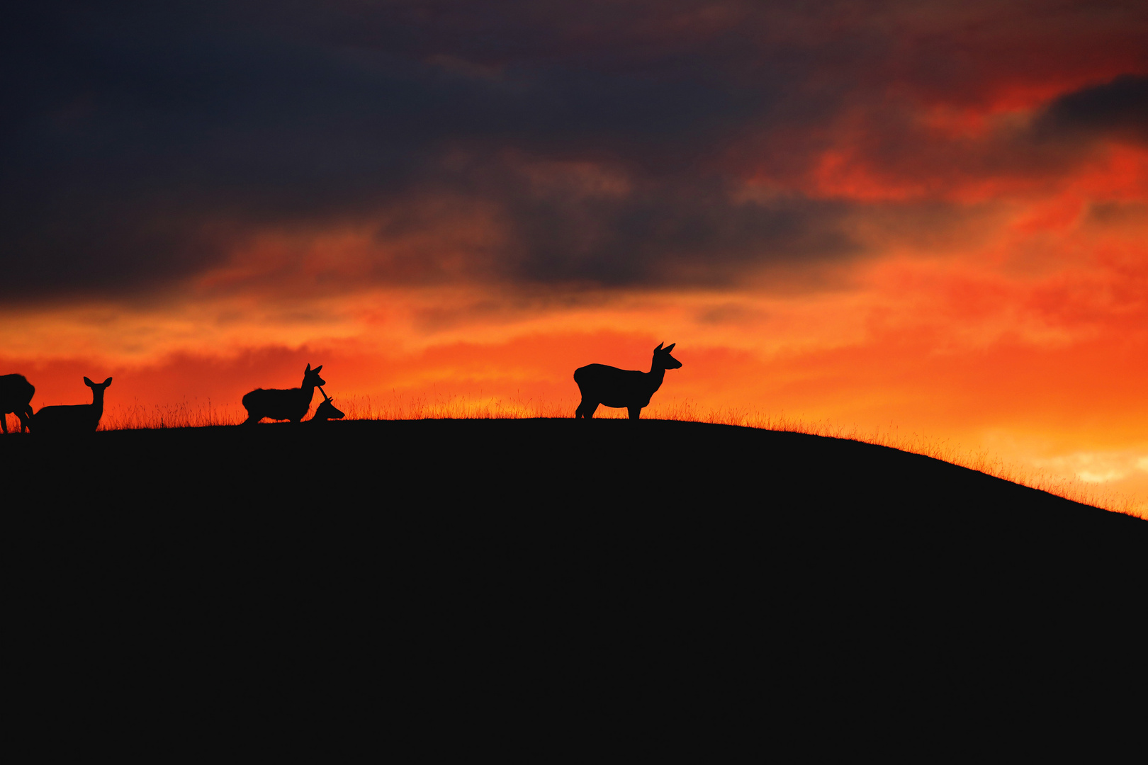 Rehe im Sonnenuntergang