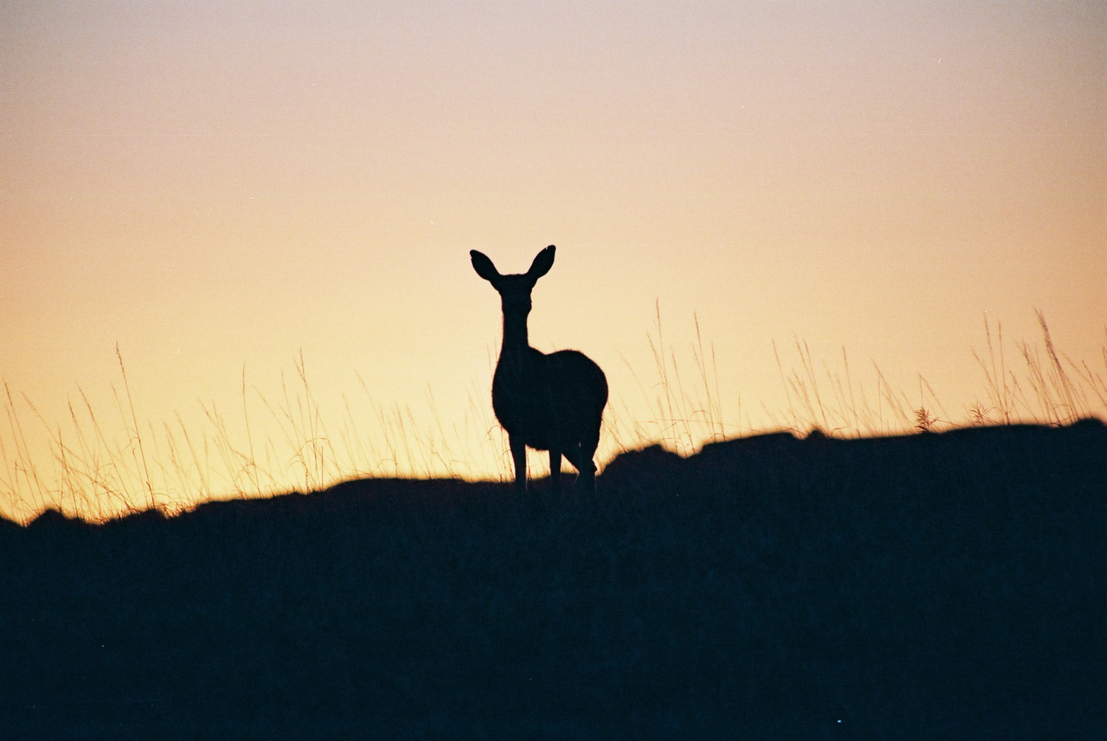 Rehe im Sonnenuntergang nahe Badlands