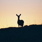 Rehe im Sonnenuntergang nahe Badlands