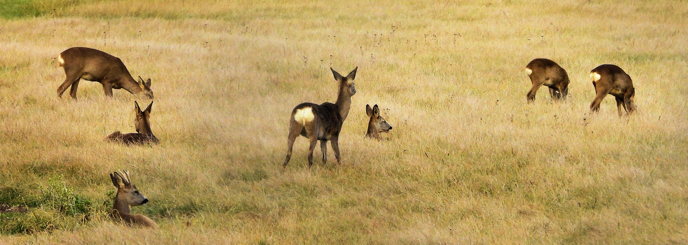 Rehe im Spätherbst