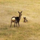 Rehe im Spätherbst