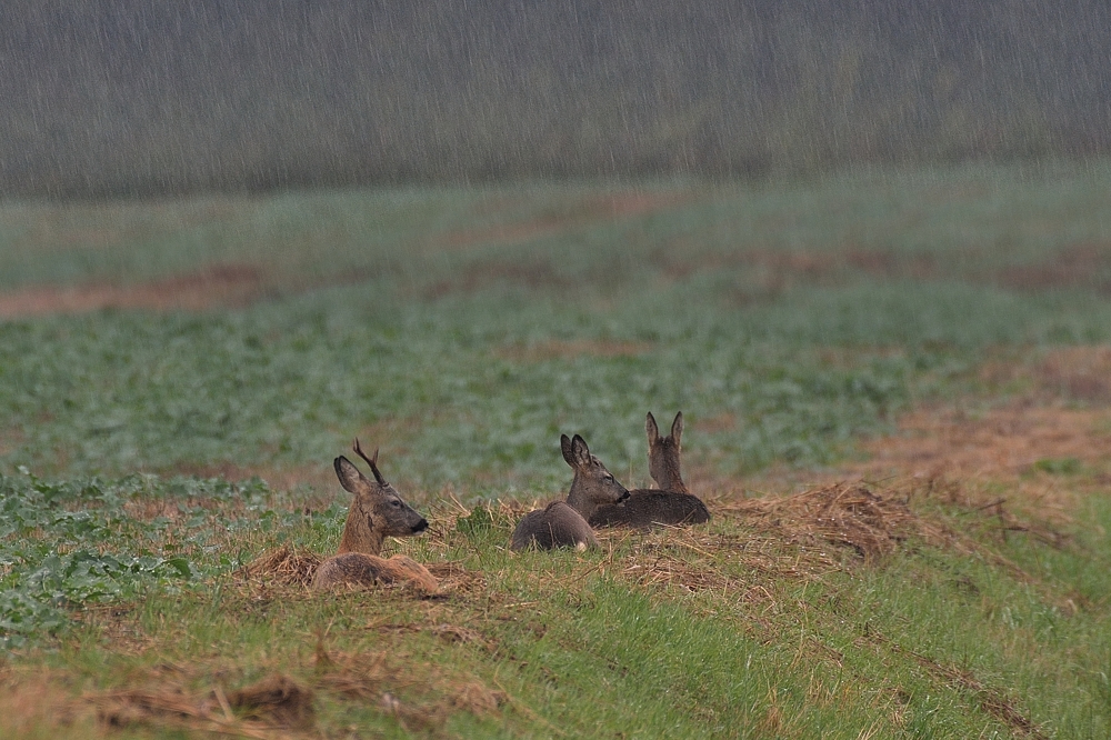 Rehe im strömenden Regen