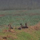 Rehe im strömenden Regen